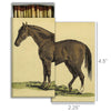Horse Matches