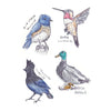 Dumb Birds Sticker Book