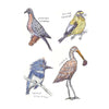 Dumb Birds Sticker Book